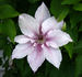 Pink Fantasy clematis photo