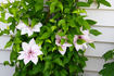 Pink Fantasy clematis photo