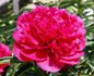 Red Magic peony photo