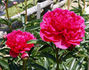 Red Magic peony photo