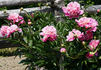 Cameo peony photo