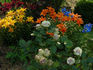 Old Dutch® rose photo