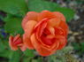Beautiful Britain rose photo