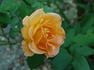 Bob Greaves rose photo