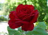 Monumental rose photo
