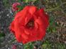 Fire King rose photo