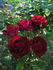 Vino Rosso rose photo