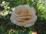 European Touch rose photo