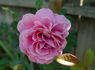 Gemma rose photo