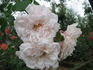 Jessica rose photo