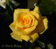 Frisco ® rose photo