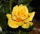 Frisco ® rose photo