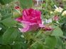 Comtesse Maria Henrietta rose photo