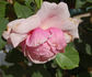 Lorenzo Pahissa rose photo