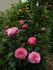 Gemma rose photo