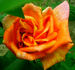 Mevrouw G.A. van Rossem, Cl. rose photo