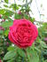 Paul Verdier rose photo