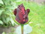 Barcarolle rose photo