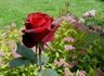 Barcarolle rose photo