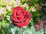 Barcarolle rose photo