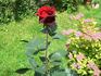 Barcarolle rose photo