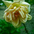 Lady Elphinstone rose photo