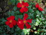Red Haze ® rose photo