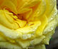 Roberta Bondar rose photo
