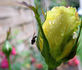 Roberta Bondar rose photo