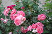 Céline Delbard ® rose photo
