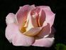 Eclipse rose photo