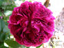 Belle de Yèbles rose photo