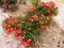Red Mozart rose photo