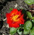 Celine Dion ™ rose photo