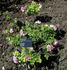 Louis Jolliet rose photo
