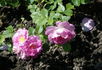 Louis Jolliet rose photo