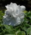 Abraham Martin rose photo