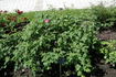Dr. Merkeley rose photo