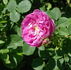 Dr. Merkeley rose photo