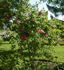 Coriandre rose photo