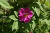 Coriandre rose photo