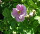 George Will rose photo