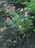 Margaret Fleming rose photo