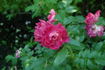 Margaret Fleming rose photo