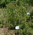 Athabasca rose photo