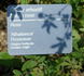 Athabasca rose photo