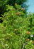 Beauty of Dropmore rose photo