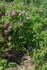 Aylsham rose photo