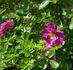 Aylsham rose photo