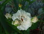 Medeo ™ rose photo